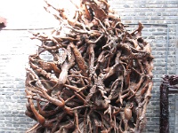 2009 China 668